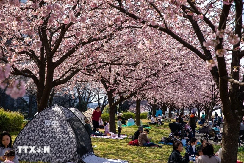 Nhật Bản: Thủ đô Tokyo bắt đầu bước vào mùa hoa anh đào