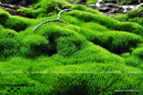Terrariumvibe - Nguồn cung cấp rêu thủy sinh đa dạng và chất lượng