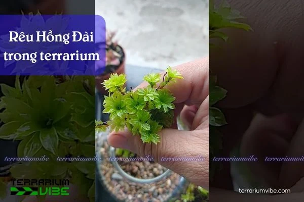 Terrariumvibe - Nguồn cung cấp rêu thủy sinh đa dạng và chất lượng