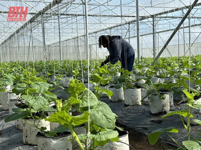 Thọ Xuân hoàn thành và vượt kế hoạch các nhiệm vụ trọng tâm