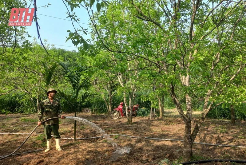 Cựu chiến binh gương mẫu - đi đầu trong phát triển kinh tế