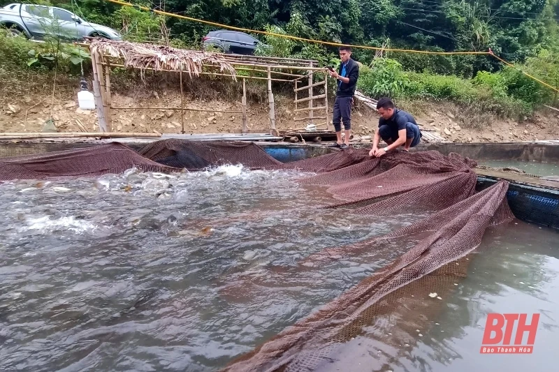 Nuôi cá lồng bè trên lòng hồ thuỷ điện Trung Xuân