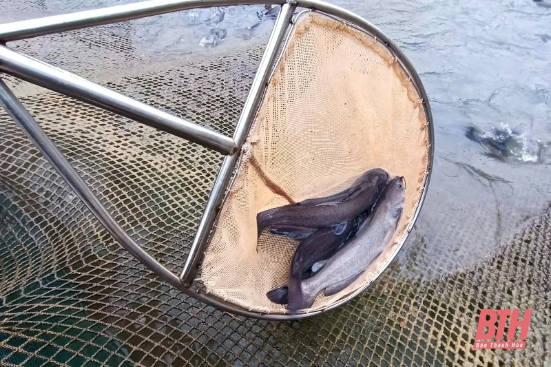 Nuôi cá lồng bè trên lòng hồ thuỷ điện Trung Xuân