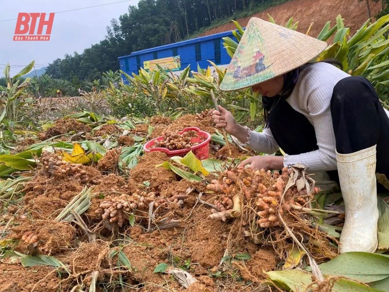 Cô gái dân tộc Thái nâng tầm cây nghệ nếp đỏ