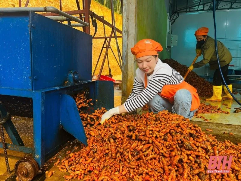 Cô gái dân tộc Thái nâng tầm cây nghệ nếp đỏ