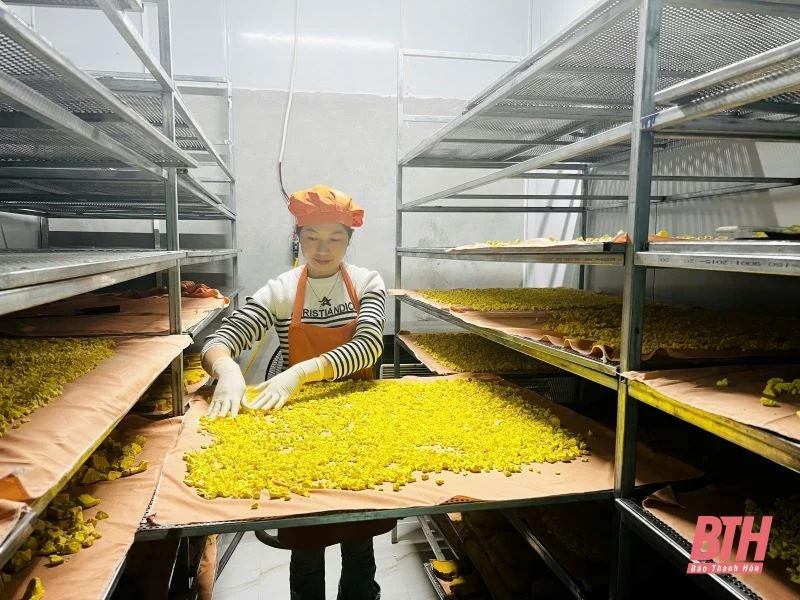 Cô gái dân tộc Thái nâng tầm cây nghệ nếp đỏ