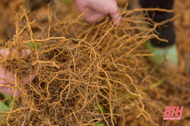 Từ đất rừng Như Xuân đến sản phẩm tâm linh truyền thống