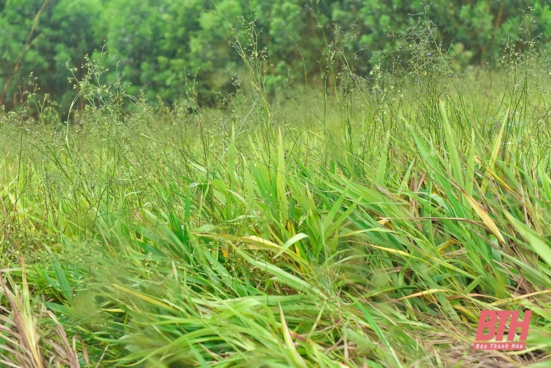 Từ đất rừng Như Xuân đến sản phẩm tâm linh truyền thống