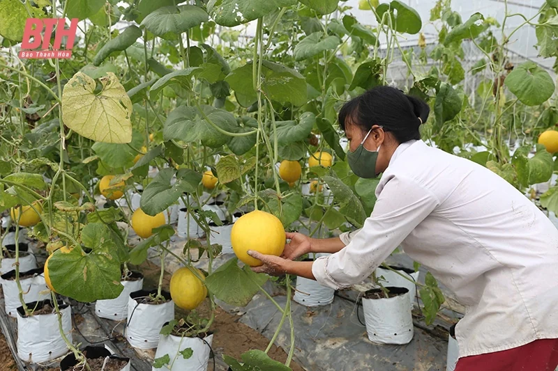 Tăng giá trị nông sản bằng tiêu chuẩn VietGAP, GlobalGAP