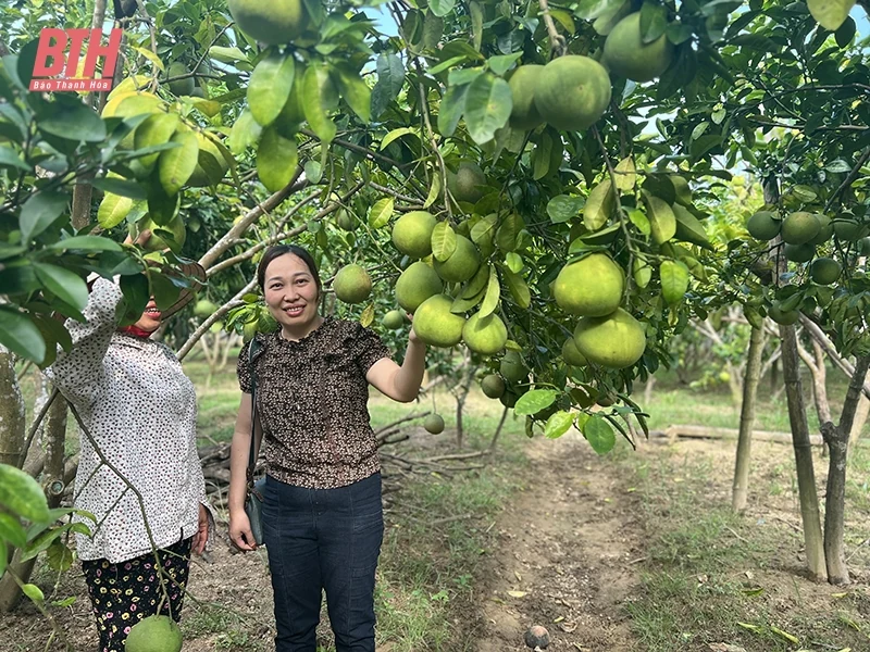 Mô hình trồng xen canh cây ăn quả với cây ngắn ngày