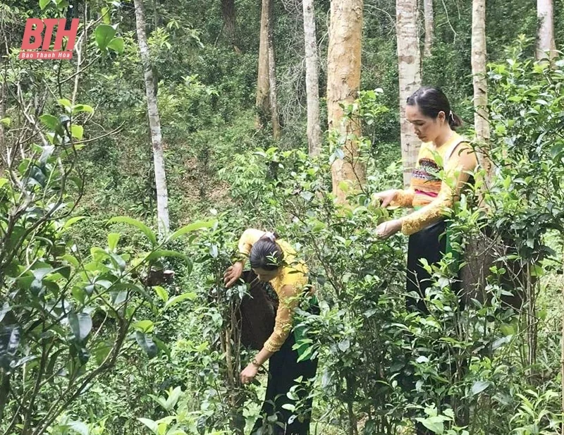 Chè Tán Ma Hiền Kiệt: Từ cây nhà lá vườn đến sản phẩm OCOP