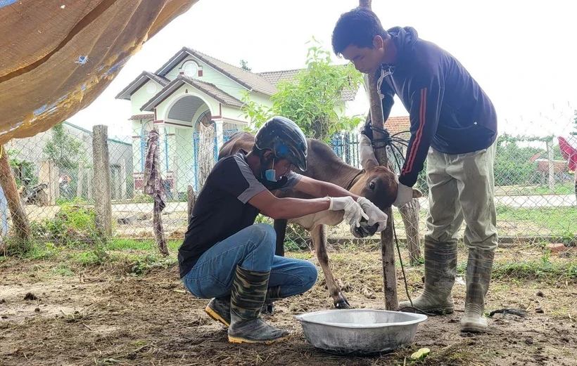 Thủ tướng chỉ đạo triển khai giải pháp phòng, chống dịch bệnh gia súc, gia cầm