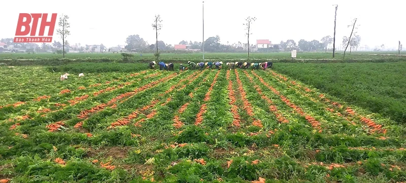 Ghi ở những cánh đồng màu