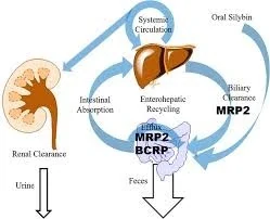 Phát hiện hợp chất tự nhiên có khả năng ức chế sự phát triển của ung thư gan