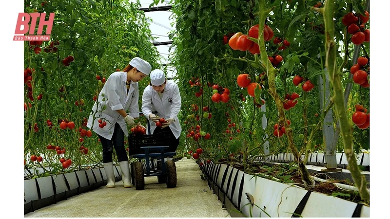 Doanh nghiệp Thanh Hóa hướng đến chuyển đổi xanh