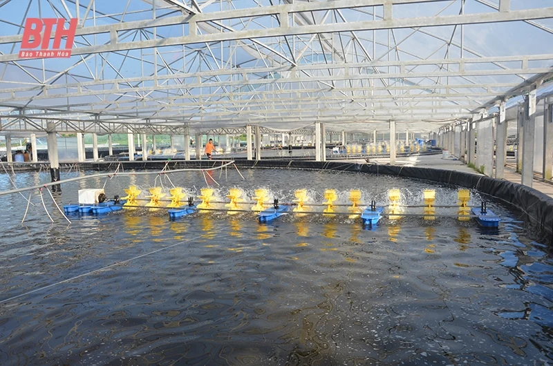 Hậu Lộc phát triển nuôi trồng thủy sản hiệu quả, bền vững