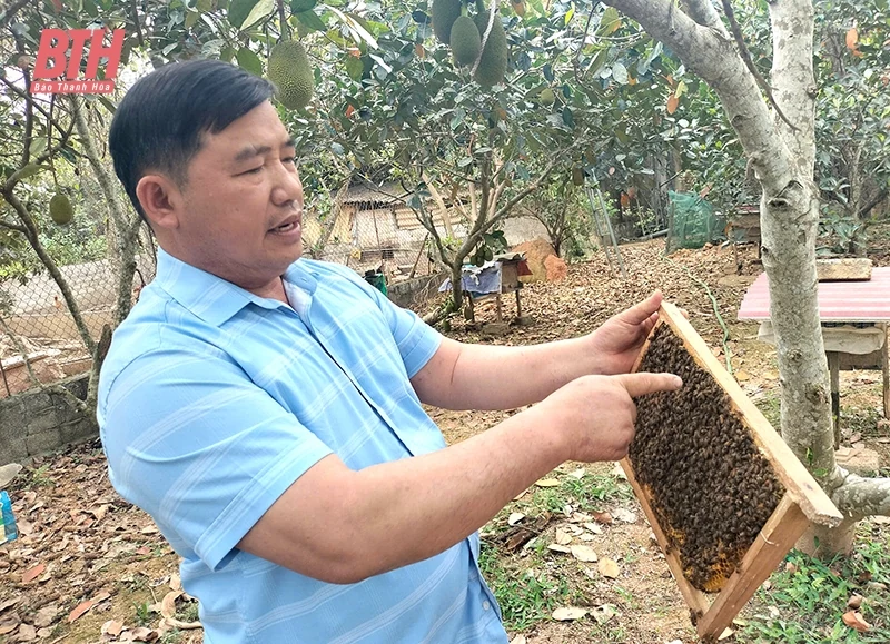 Làm giàu từ nghề nuôi ong lấy mật