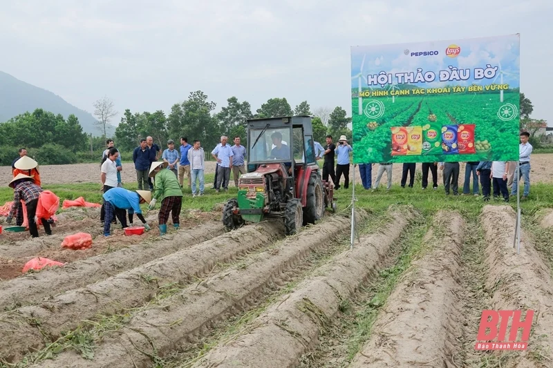 Đánh giá mô hình liên kết sản xuất giống khoai tây FL2215 chuyên phục vụ chế biến