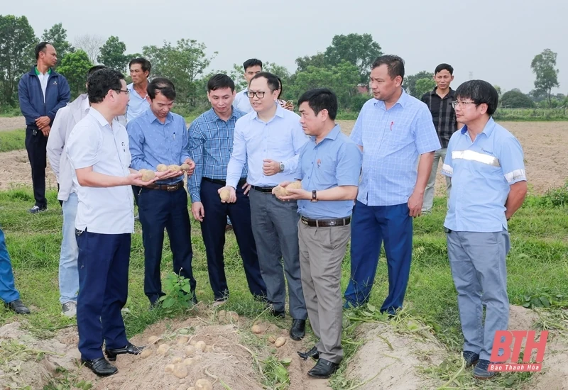 Đánh giá mô hình liên kết sản xuất giống khoai tây FL2215 chuyên phục vụ chế biến