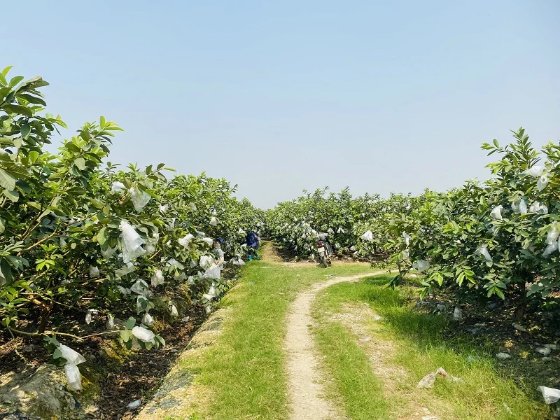 Phát triển cây ổi lê trên vùng đất Quý Hương