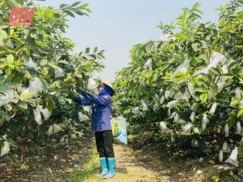 Phát triển cây ổi lê trên vùng đất Quý Hương