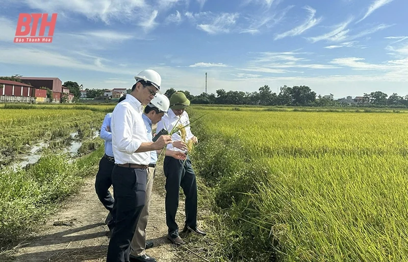 Đưa hạt gạo xứ Thanh chính danh “xuất ngoại”