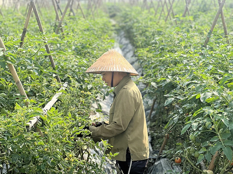 Phát triển vùng sản xuất tập trung