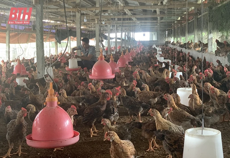 Hiệu quả các chuỗi liên kết trong chăn nuôi