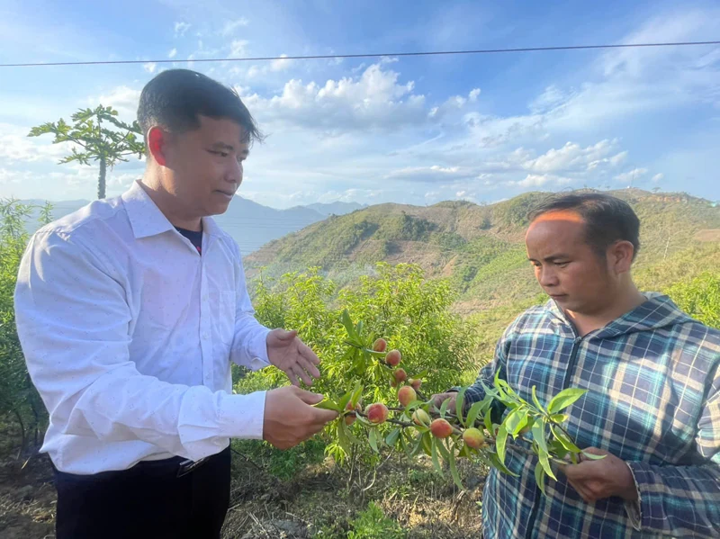 Mùa thu hoạch đào ở Lốc Há