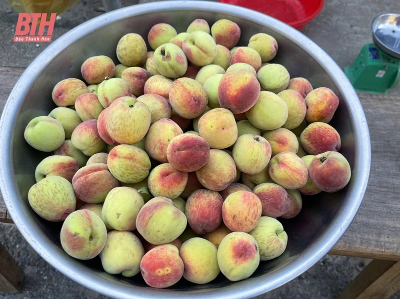 Mùa thu hoạch đào ở Lốc Há