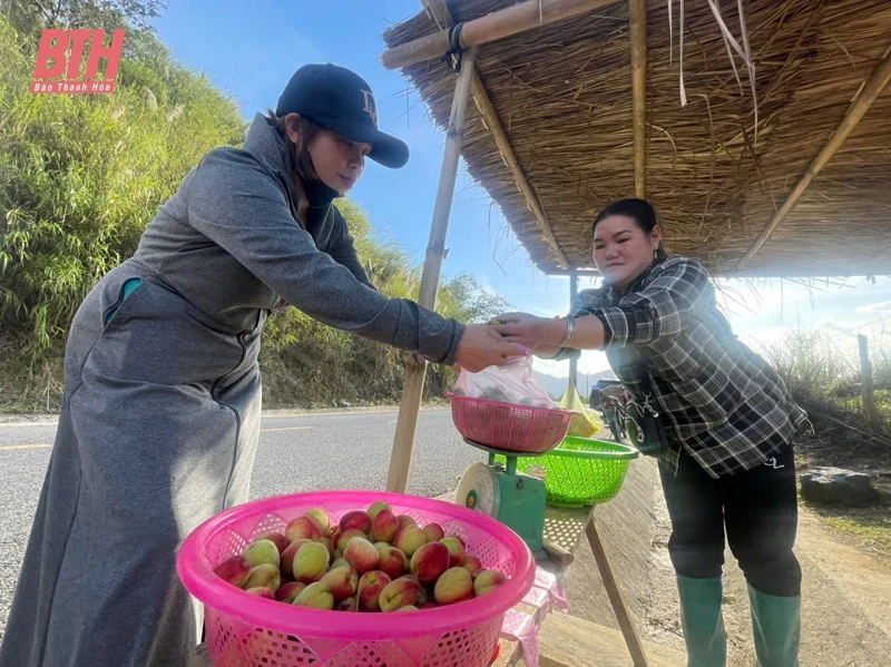 Mùa thu hoạch đào ở Lốc Há