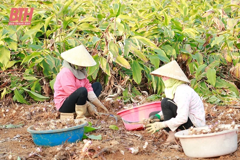 Hiệu quả kinh tế từ trồng cây dong riềng