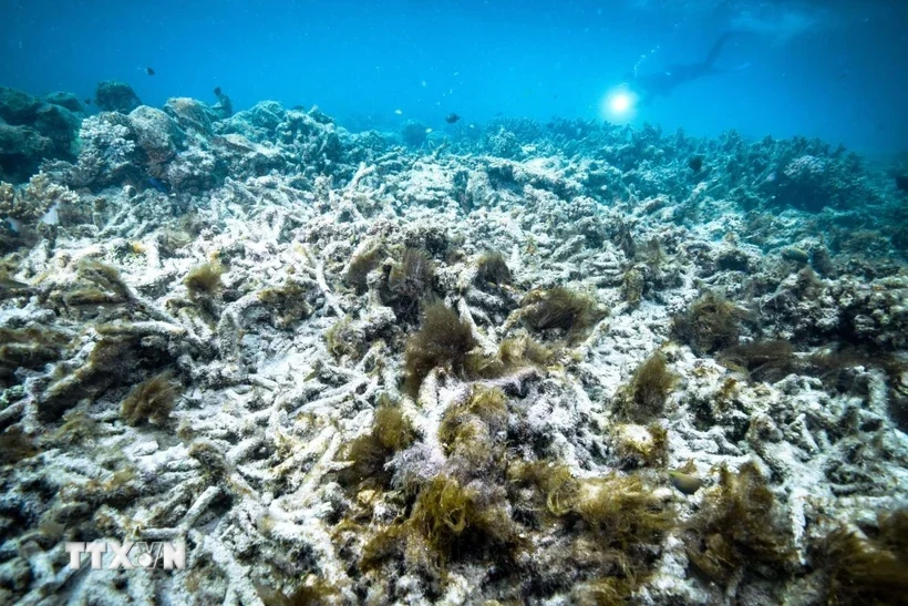 Hơn 80% rạn san hô toàn cầu bị ảnh hưởng sau đợt tẩy trắng lớn nhất lịch sử