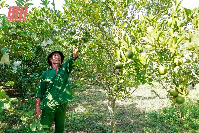 Chuyển đổi cơ cấu cây trồng theo hướng hiện đại, xanh, bền vững