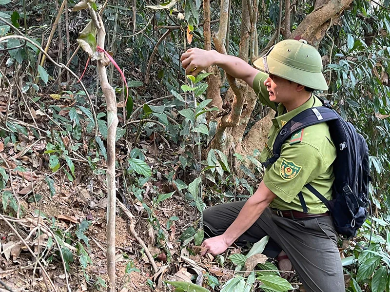 Bảo tồn và phát triển cây dược liệu dưới tán rừng ở Khu Bảo tồn thiên nhiên Pù Hu
