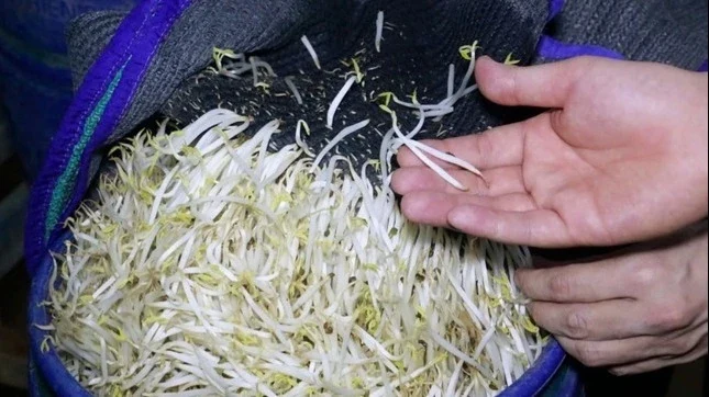 Giá đỗ tẩm nước kẹo độc hại như thế nào?