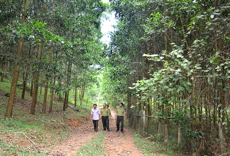 Phát triển rừng trồng hiệu quả, bền vững