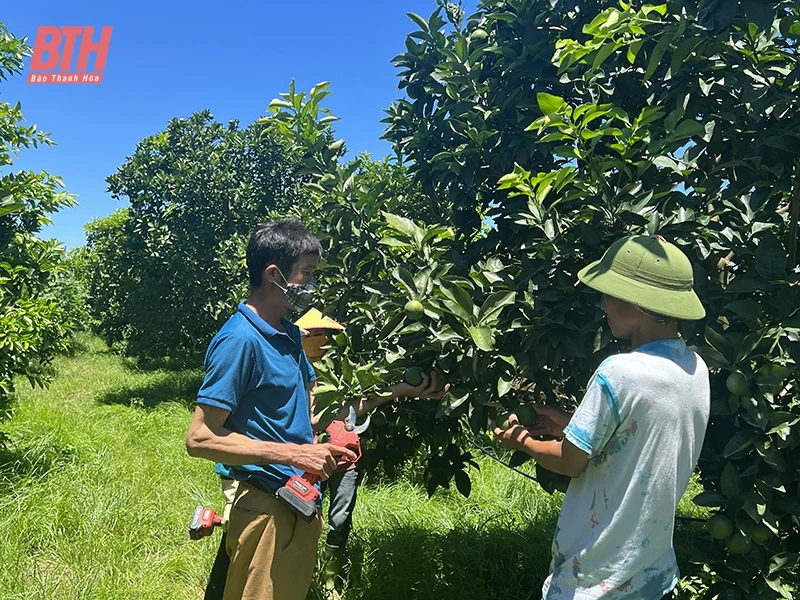 Nâng tầm sản phẩm nông nghiệp chủ lực