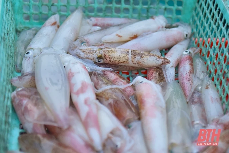 Ngư dân Quảng Xương ra khơi “săn” lộc biển dịp nghỉ lễ 30/4