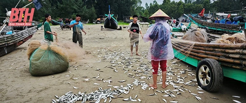 Mùa săn “lộc biển”