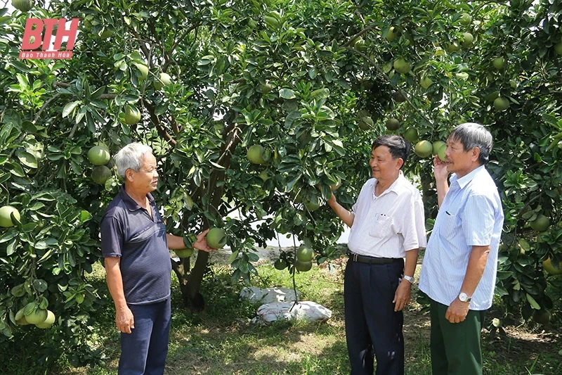 Người cao tuổi nêu gương sáng phát triển kinh tế