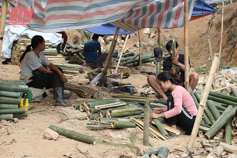 Tìm hướng đi bền vững cho người trồng nứa, vầu ở huyện Quan Sơn