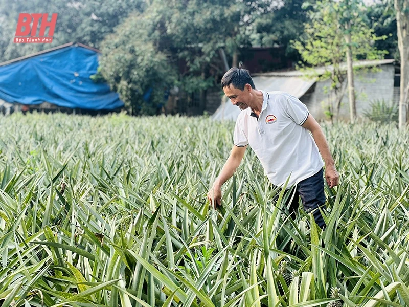 Lan tỏa phong trào nông dân thi đua sản xuất, kinh doanh giỏi