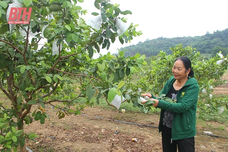 Manh nha mô hình nông nghiệp tuần hoàn