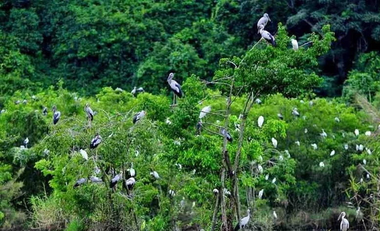 Hưởng ứng Ngày Quốc tế Đa dạng Sinh học 2025: “Sống hài hòa với thiên nhiên và phát triển bền vững”