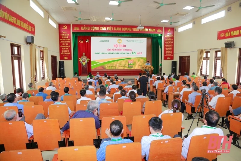 Giống lúa lai 3 dòng chất lượng cao ADI số 9 đạt năng suất 85 tạ/ha