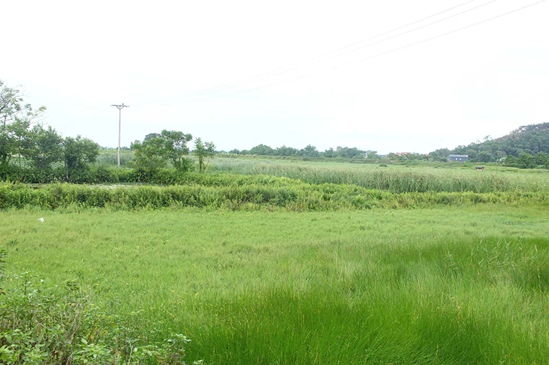 Xanh lại đồng hoang