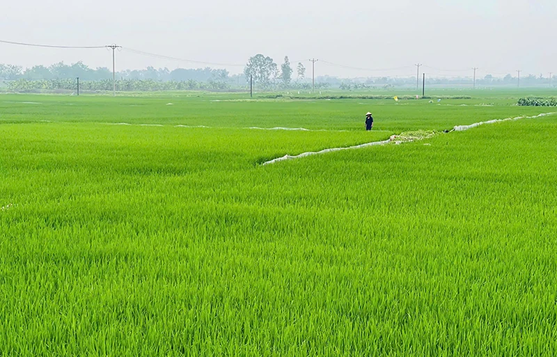 Xanh lại đồng hoang