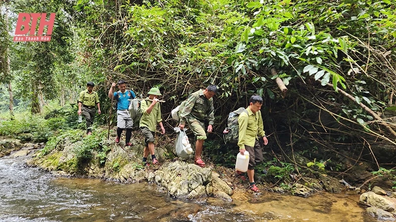 Phát triển lâm nghiệp bền vững: Tạo sinh kế cho đồng bào miền núi