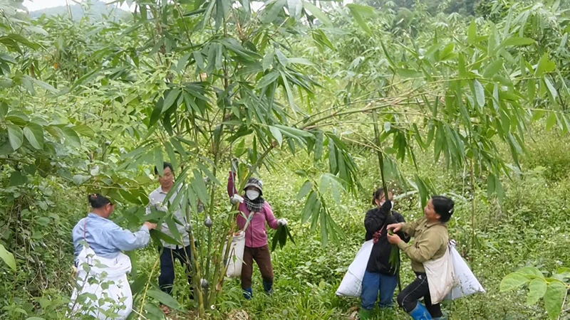 Phát triển lâm nghiệp bền vững: Tạo sinh kế cho đồng bào miền núi
